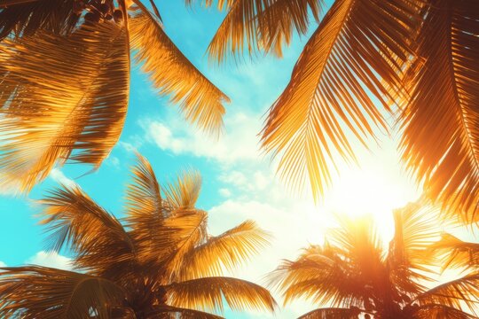 Tropical palm tree with sun light on sunset sky, Summer vacation and nature travel adventure concept.