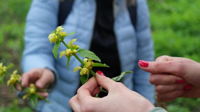 foraging edible herbs in spring: yellow dead-nettle