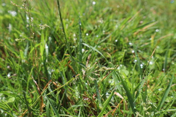Green grass background. Natural texture.