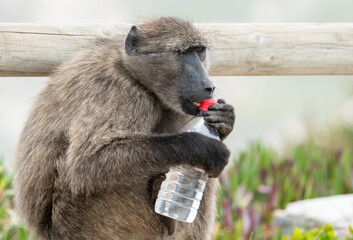 Obraz premium Chacma baboon (Papio ursinus) or Cape baboon sitting on a fence opening a water bottle screw top after he has stolen it from a tourist in Cape Point nature reserve, South Africa