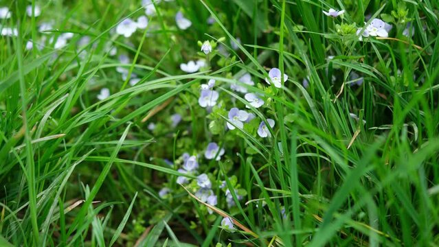 foraging edible herbs in spring: Veronica teucrium