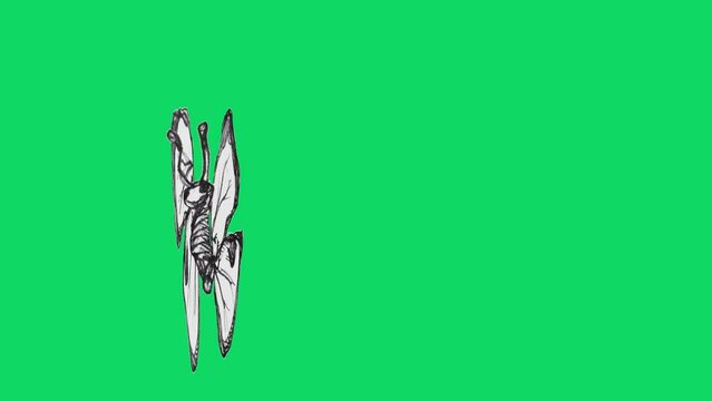 Cartoon Butterfly animation over green screen background