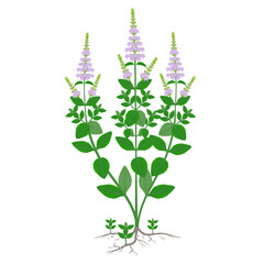 Peppermint plant with flowers and roots on a white background.