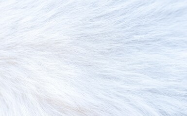 beautiful abstract white fur texture background