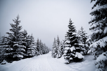 snow covered trees in the forest