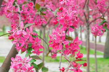 Pink spring cherry flowers in garden, spring branches of flowering trees, close-up