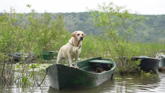 dog in the boat. Fawn Labrador Retriever in nature on lake 