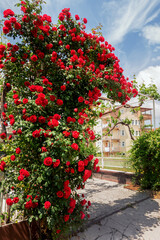Fototapeta na wymiar Hedge pergola entwined with branches of red rose flowers, growing rose bushes