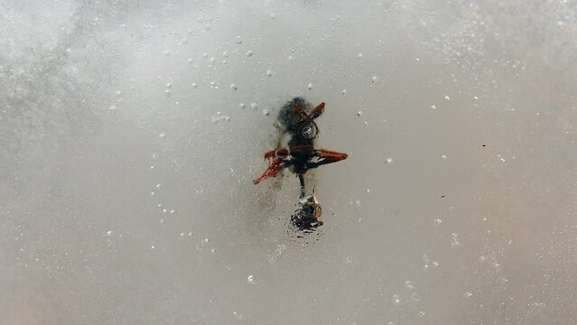 An ancient insect is thawed from ice. Insects of the Ice Age. Insect hazard. Viruses of antiquity. Insects dangerous to humans. Ice Age fossils. High quality 4k footage