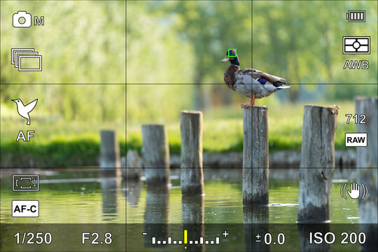 Bird eye focus detection in a camera viewfinder with the photographic settings