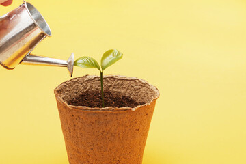Small seedling in a pile of soil. Female woman hand waters a sprout from a toy watering can