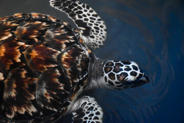 The sea ​​turtle in sea