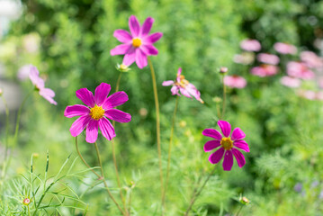 Obraz premium Decorative Pink Flowers with blurred background. Cosmos flowers, Cosmea.