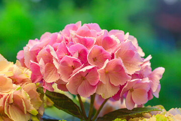 blooming colorful Hydrangea(Big-leaf Hyrdangea) flowers,close-up Hydrangea flowers blooming in the garden in summer.Two tone hydrangea flowers for gardening and decoration ideas.
