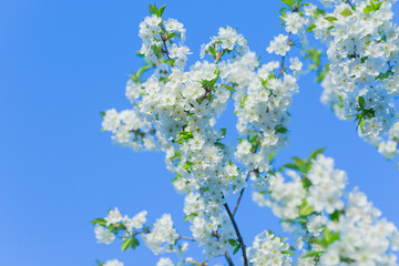 Beautiful flowering cherry tree with blossoms on the background of bright blue sky.Cherry blossoms blooming on cherry trees .