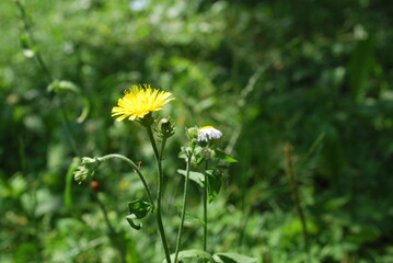 yellow field flowers