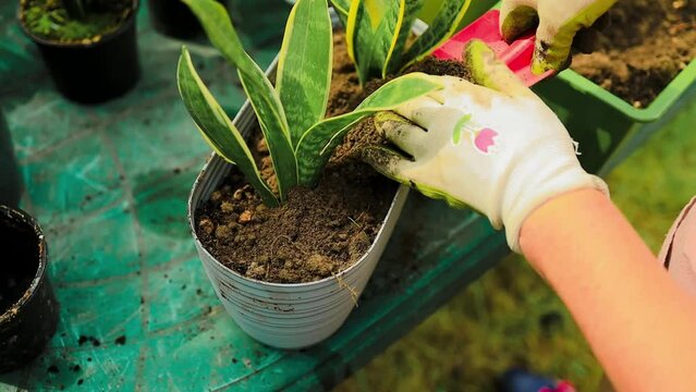 Gardening concept. Happy 60s female hands transplants plant into plastic long pot, watering flowers from a watering can outdoors. High quality photo