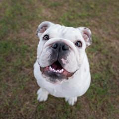White bulldog puppy looking up at the camera