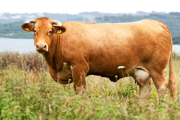 Naklejka na ściany i meble cow grazing in green grassy field with trees in the background , Galician blond breed