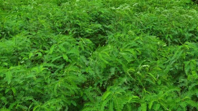Sesbania bispinosa plants and leaves are swaying in the wind at the field. View of green tall small Danchi tree bushes. 