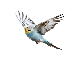 Naklejka premium color bird looking isolated on white