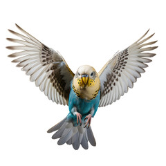 Color Bird Looking Isolated White