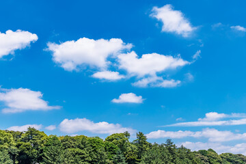 Fototapeta premium 綺麗な青空と新緑の木