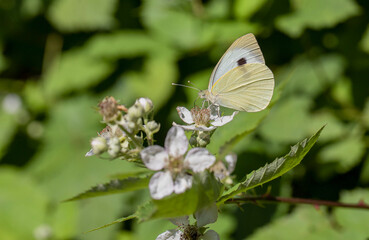 Great White Angel butterfly (Pieris brassicae) feeding on blackberry blossom