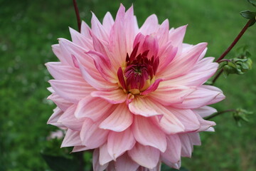 Fototapeta premium light pink georgina or dahlia flower in the summer garden