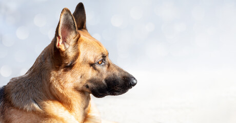 Profile portrait of a German Shepherd dog against a soft bokeh background in a panorama banner with copy space
