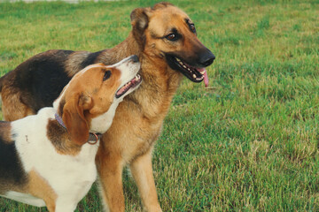 Playful cheerful dogs walk on the lawn. Two dogs are playing in a fun and cute fight.