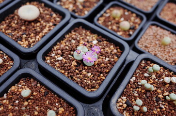 succulents farm