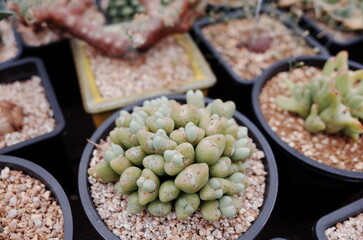 succulents farm