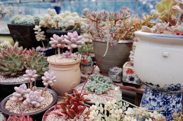 succulents farm