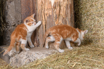 Naklejka na ściany i meble Two kittens playing in a farm barn.