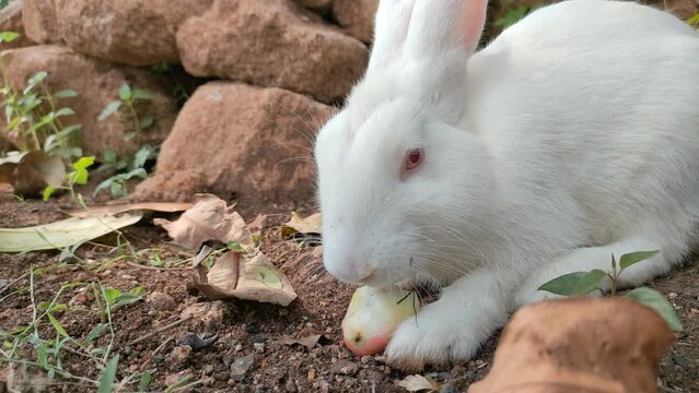 little white rabbit eating fruits