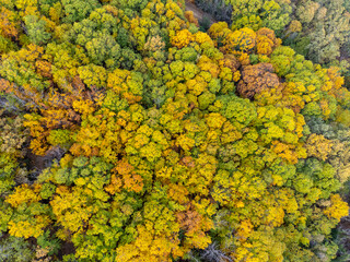 Fascinating aerial view of beautiful colorful autumn forest in low clouds at sunrise. Top view of orange and green trees in fall. View from above of woods. Nature background. Multicolored leaves