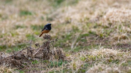 Isolated single black redstart bird in the wild with beautiful ice and snow background- Aragts Mountain Armenia