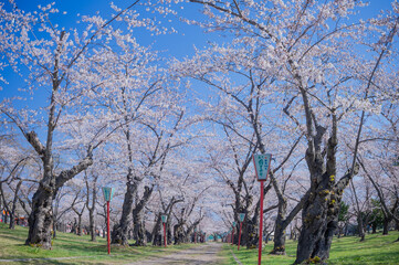 森町、青葉公園の桜