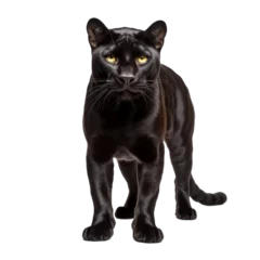 Tuinposter Black Panther on Transparent Background. Generative AI © zainab