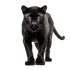 Black Panther on Transparent Background. Generative AI