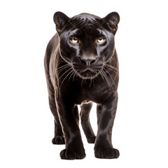 Naklejka na ściany i meble Black Panther on Transparent Background. Generative AI