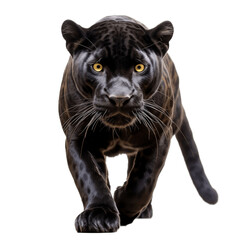 Naklejka na ściany i meble Black Panther on Transparent Background. Generative AI
