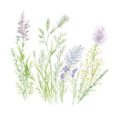 Fototapeta na wymiar grass floral, Wildflowers, herbs painted in watercolor