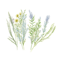 grass floral, Wildflowers, herbs painted in watercolor1