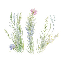 grass floral, Wildflowers, herbs painted in watercolor2