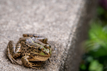 Frog resting. One pool frog sitting on ground. Pelophylax lessonae. European frog.