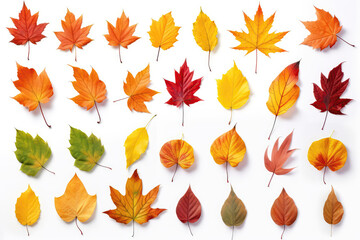 Obraz premium Collection Of Isolated Colorful Fallen Autumn Leaves On White Background. Generative AI