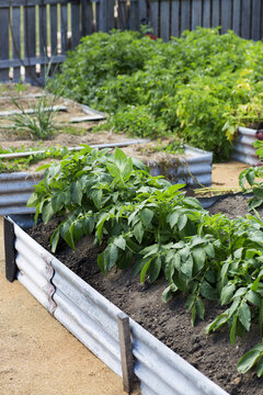 Plants in a veggie patch