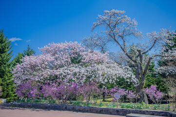 桜咲くオニウシ公園
